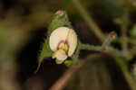 Sticky jointvetch